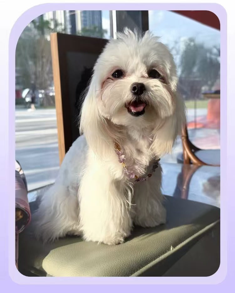 Gilded Double Crystal · Original Pet & Owner Natural Amethyst Citrine Insect Repellent Necklace & Bracelet Set